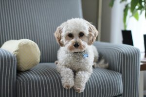 Best Sofa Fabric for Dogs